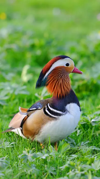 只羡鸳鸯不羡仙