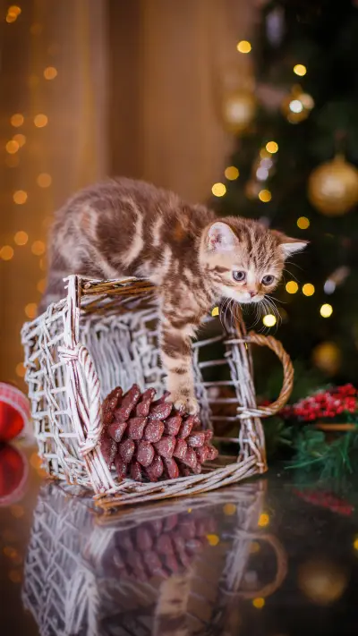 你的猫咪属于哪种类型