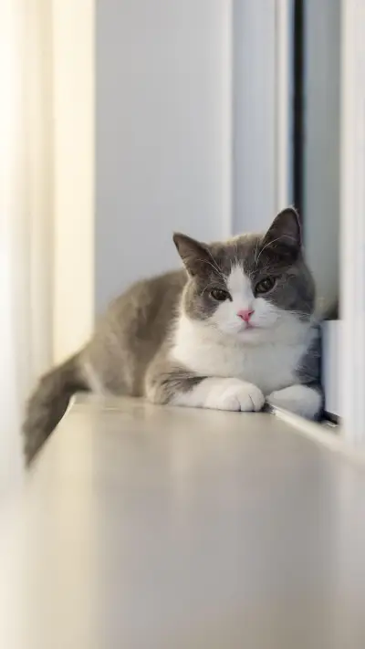 国外历史上的知名猫奴