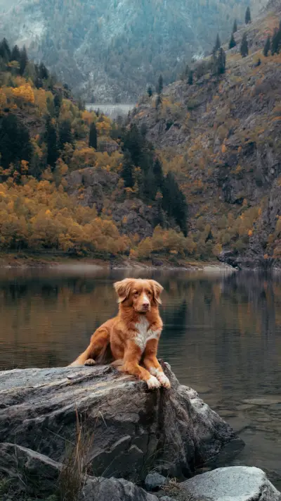 狗狗最重视的东西