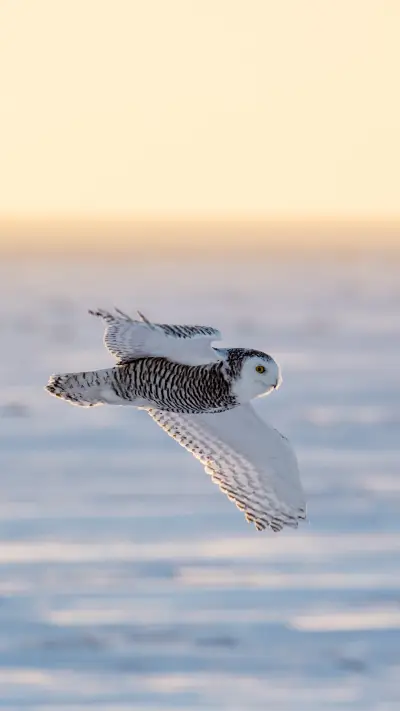 被误解的猫头鹰