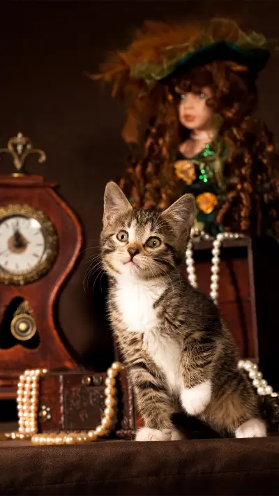 可爱猫咪-拍信图库