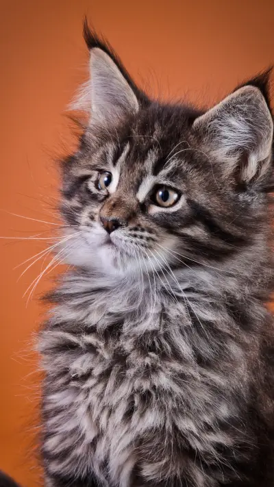 可爱猫咪-拍信图库 - Screenshot 1