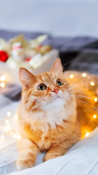 猫咪牙齿的那些事