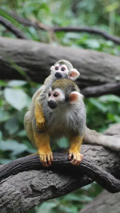 善待动物-锐景创意