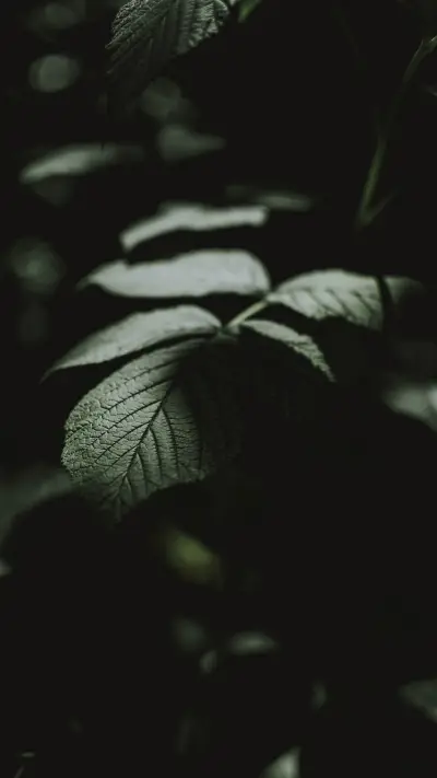 清新世界壁纸-锐景创意 - Screenshot 1