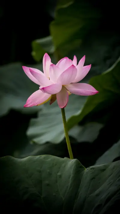 夏日荷花-锐景创意