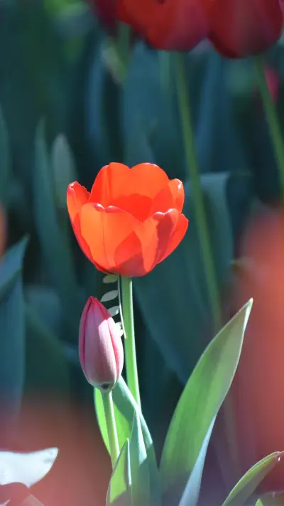 郁金香-拍信图库