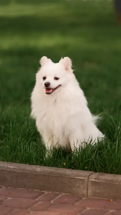 可爱狗狗-拍信图库 - Screenshot 1