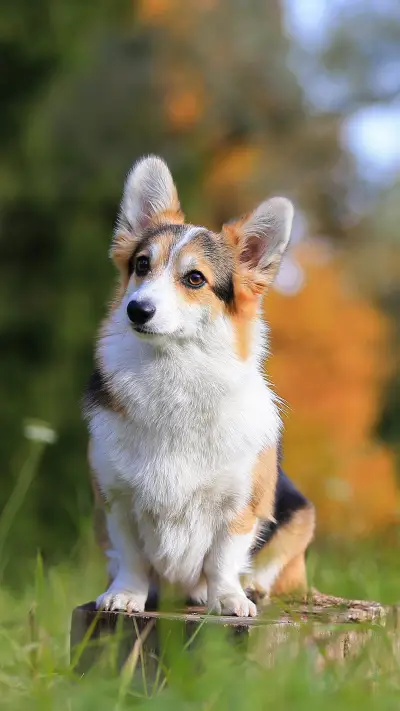 狗狗需经历的寿命劫