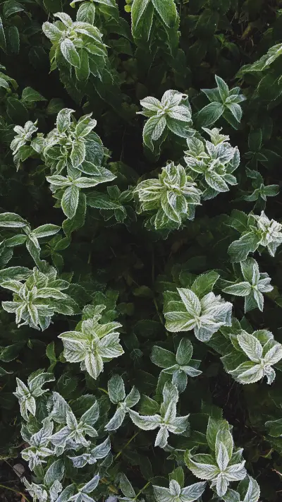 植物-拍信 - Screenshot 1