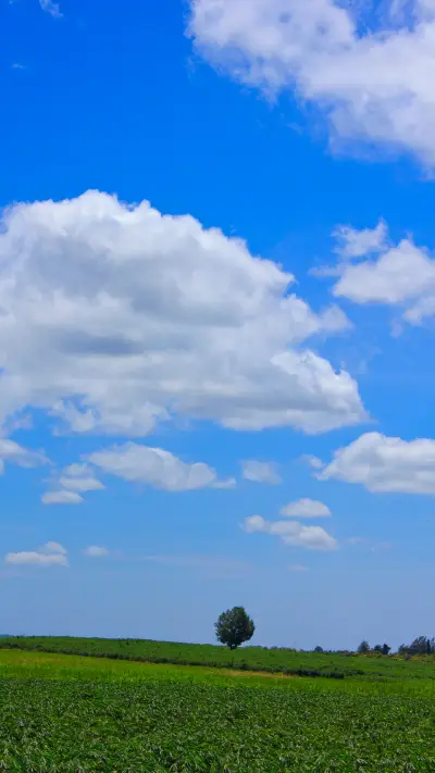 青草绿树-拍信图库