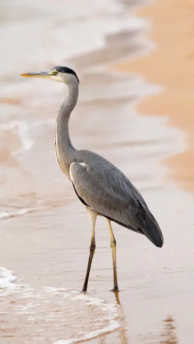 美丽鸟禽-锐景创意 - Screenshot 1