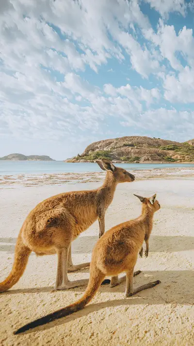 这些动物澳洲独有 - Screenshot 1