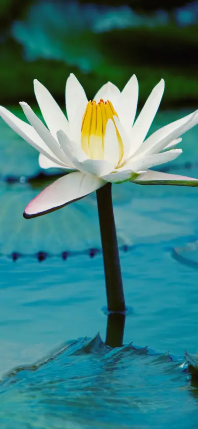 花生百态-拍信图库