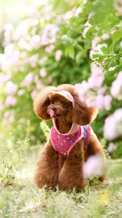 清新田园风萌宠