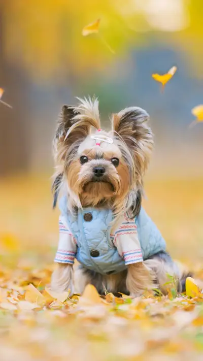 爱宠生病的几大表现