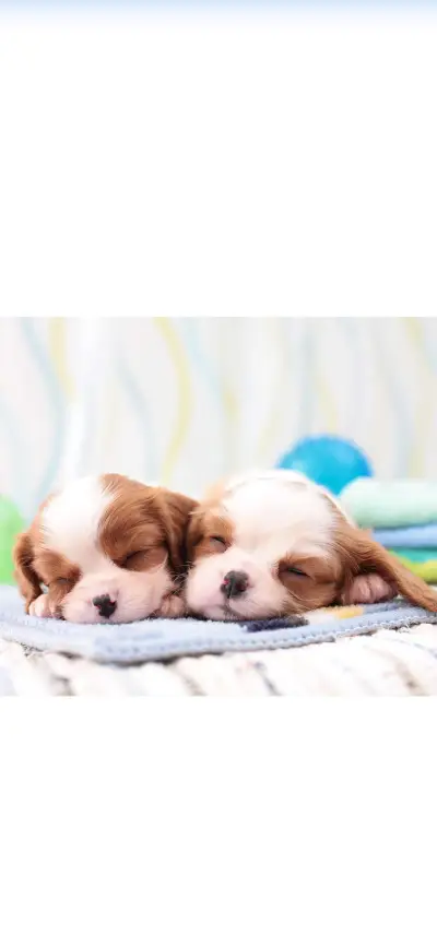 萌汪双动-视觉中国