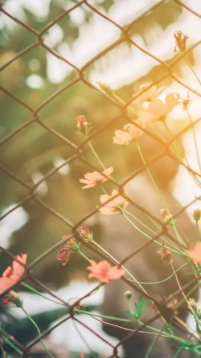 清新唯美春日风景图片