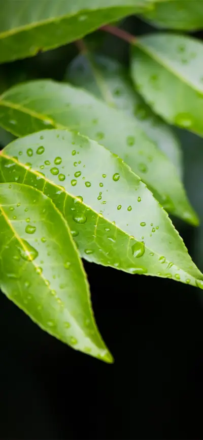 简约绿植好看护眼壁纸-锐景创意