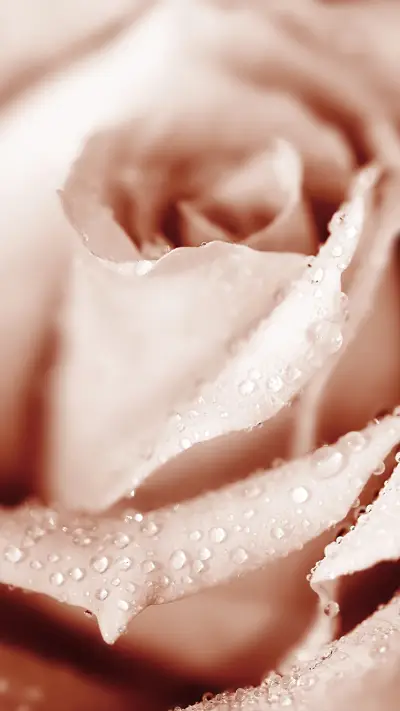 未闻花名-拍信图库