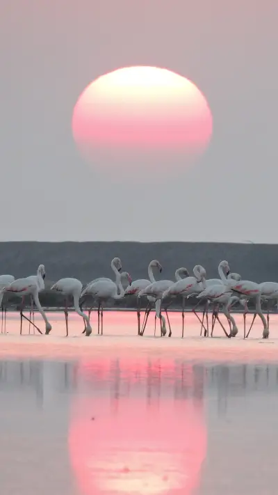 火烈鸟-视觉中国  - Screenshot 1