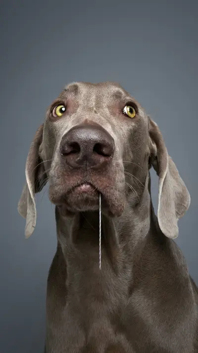 搞怪表情的汪星人 - Screenshot 1