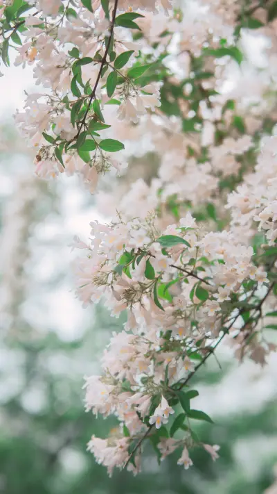 春色满园关不住-锐景创意 - Screenshot 1