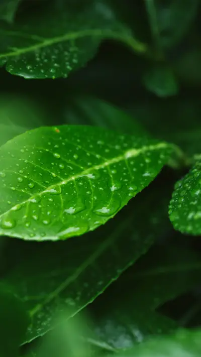 好雨知时节-拍信图库