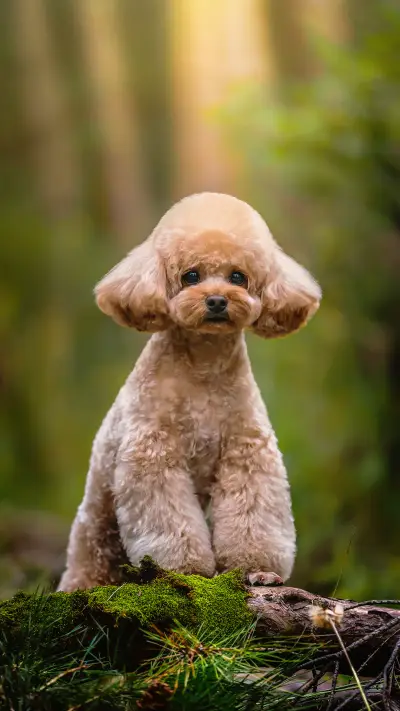 给狗狗美毛的几种食物