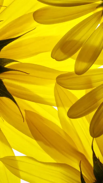 美丽的花朵-拍信图库