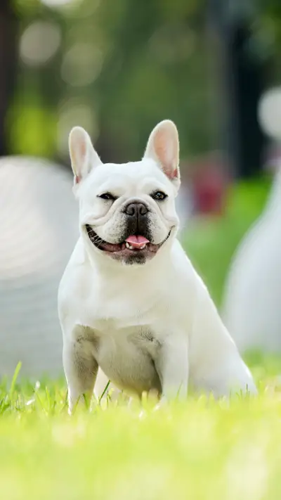 丑萌丑萌的法斗