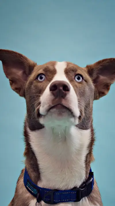 好勇斗狠的比特犬