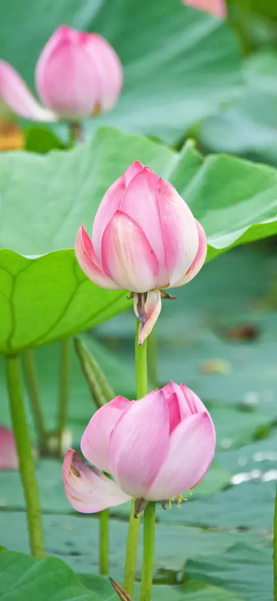 含苞待放-拍信图库