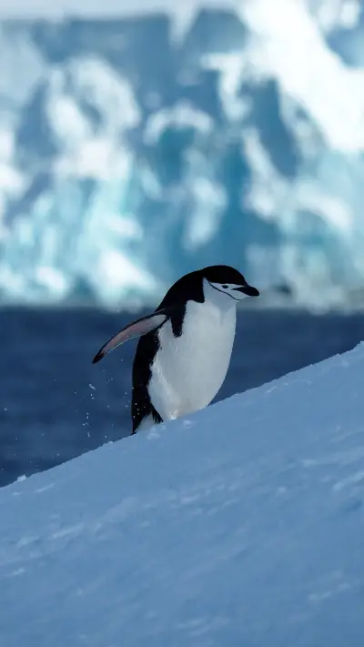 动物的世界-锐景创意 - Screenshot 1