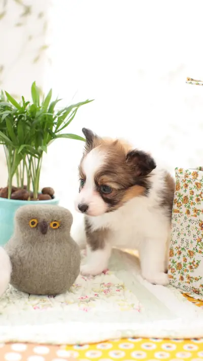 夏天给狗狗降温