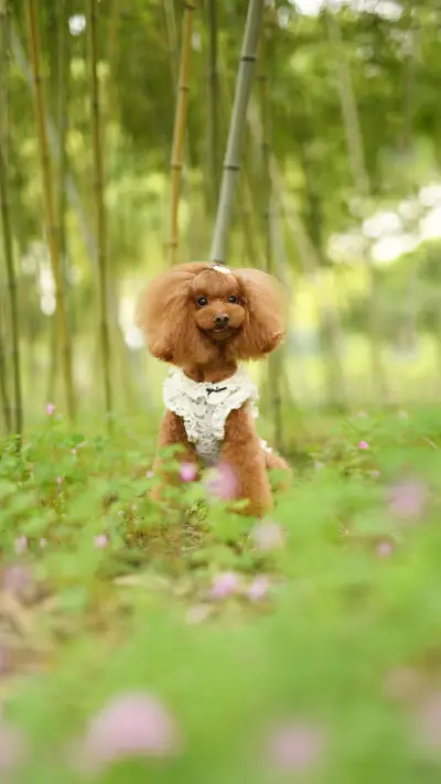 狗狗喜欢你的表现 - Screenshot 1