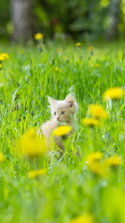 猫咪翻肚子的含义