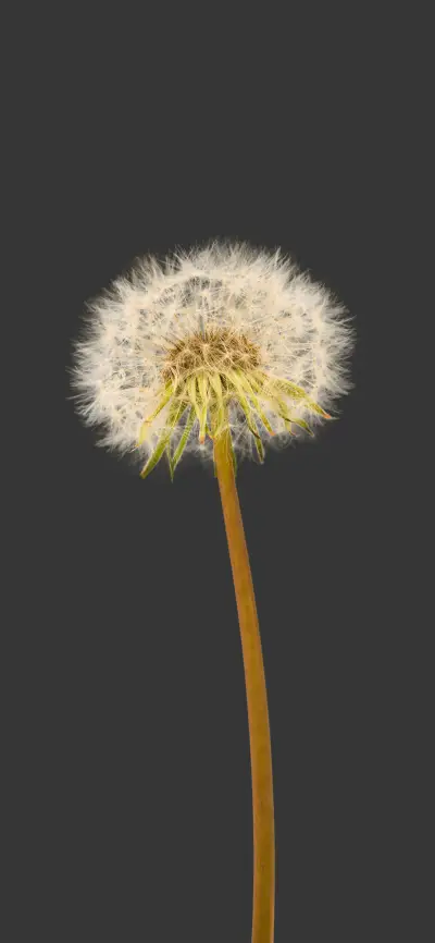 清新唯美植物壁纸-锐景创意