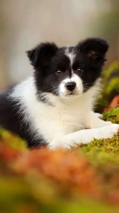 边牧到底有多聪明？ - Screenshot 1