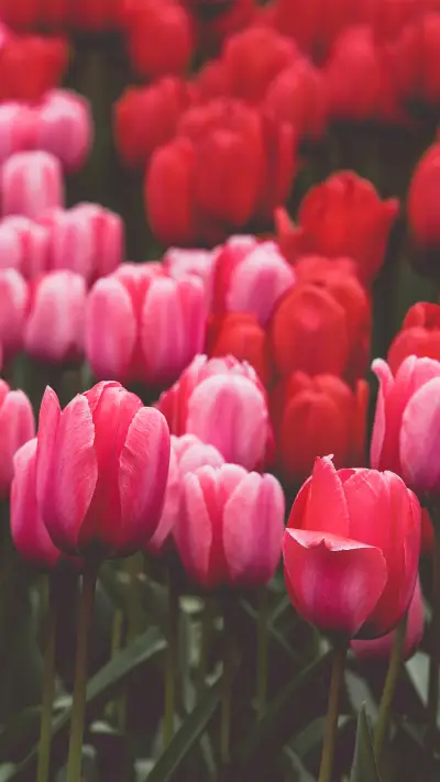 梦幻花园-拍信图库