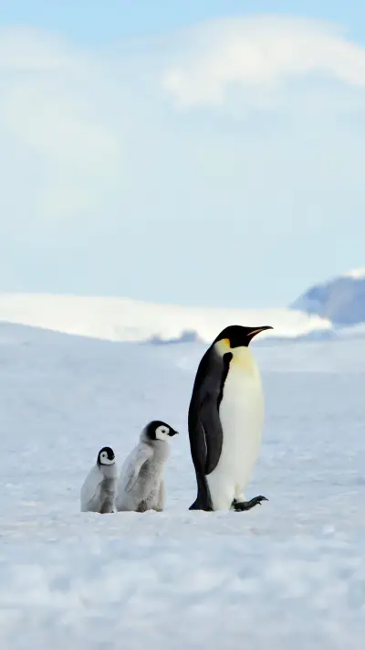 专属冰天雪地的小可爱 - Screenshot 1