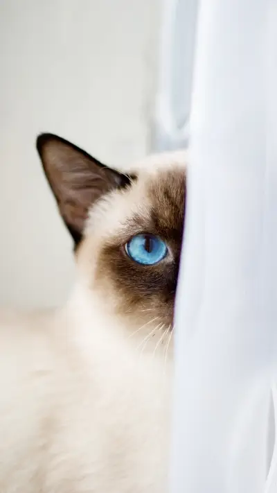 喵星人-拍信图库