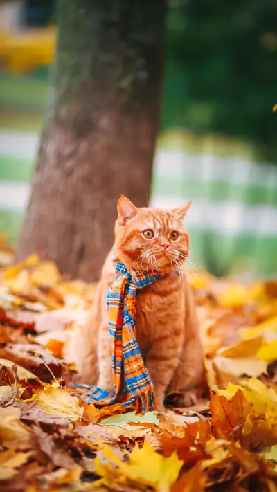 猫咪的奇怪示爱方式 - Screenshot 1