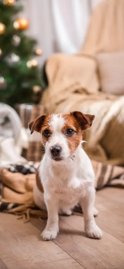 杰克罗素-拍信图库