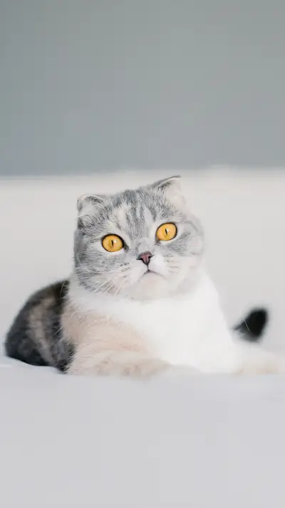 猫咪让人融化的小动作