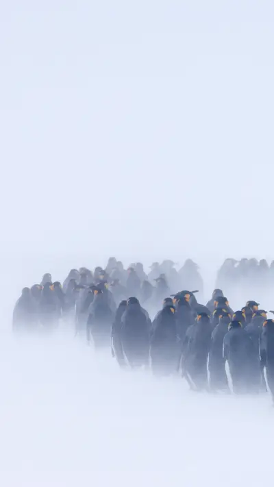 冰天雪地中的企鹅