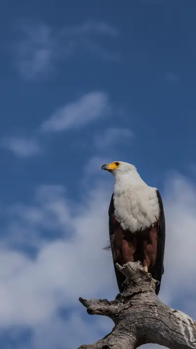 加州动物-锐景创意 - Screenshot 1