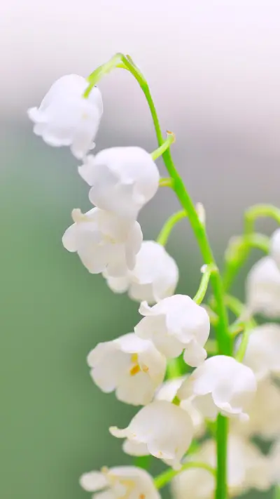 白色花朵-拍信创意