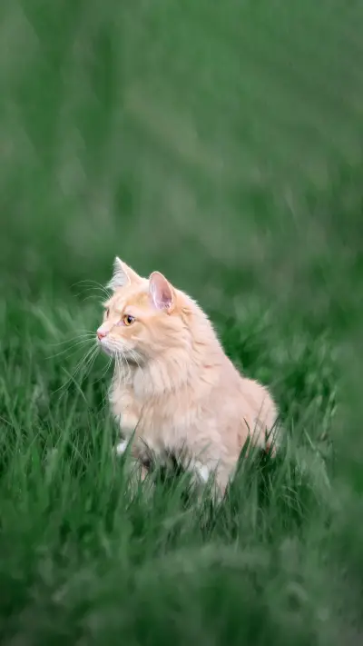 可爱猫咪-锐景创意